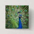 Search for peafowl badges Animal