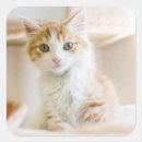 Search for orange kitten stickers Cute