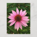 Search for coneflowers postcards Echinacea