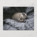 Search for curled postcards Sleeping