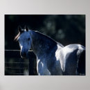 Search for breed posters Dapple grey