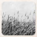 Search for dune coasters Landscapes