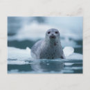 Search for phoca Np