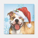 Search for pit magnets Pit bull terrier