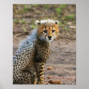 Search for jubatus posters Wildlife