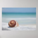 Search for florida seashells posters Ocean