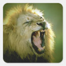 Search for lion roar stickers Lions