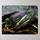 Search for red eared posters Turtle