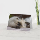 Search for ragdoll cat christmas cards Kitten