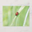 Search for crawling postcards Red