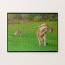Search for kangaroo puzzles Joey