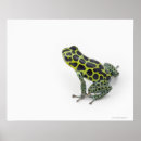 Search for poison dart frog posters Cold blooded