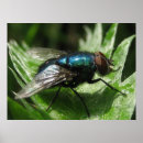 Search for cornflower blue posters Nature