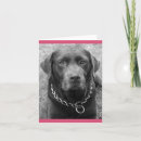 Search for chocolate labrador cards Puppy
