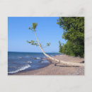 Search for small tree postcards Adventure