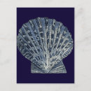 Search for shells postcards Seashell