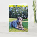 Search for scruffy cards Grey