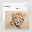 Search for cheetah birthday Big cat