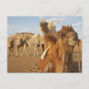 Search for camelus Desert