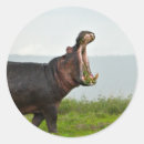 Search for hippopotamus stickers Wildlife