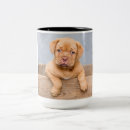 Search for bordeaux mugs Dog lover