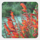 Search for gladiolus stickers Floral