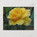 Search for flowering plants postcards Rose