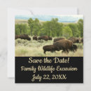 Search for yellowstone invitations Bison