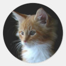 Search for orange kitten stickers Red