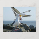 Search for beaks postcards Beach