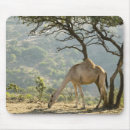 Search for camel mousepads Fauna