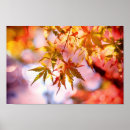 Search for colorful autumn leaves posters Fall