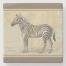 Search for zebra coasters Animal