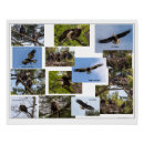 Search for eagle posters Nature