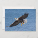 Search for alaska eagle cards Avian