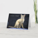 Search for cat person cards Photography