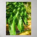 Search for acacia tree art Nature