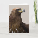 Search for golden eagle cards Hawk