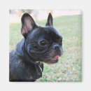 Search for frenchies magnets Animal