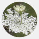 Search for queen annes lace stickers Summer