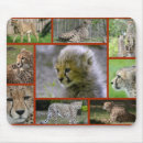 Search for keyboard cat posters Nature