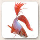 Search for fighting barware Fish