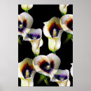 Search for arum posters Calla lilies