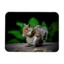 Search for squirrel picture magnets Rodent