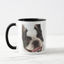 Search for snout mugs Domestic animals