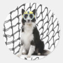 Search for border collie dog stickers Herding