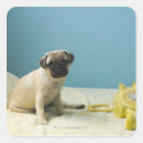 Search for pug puppies stickers Looking at camera