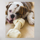 Search for cute camera posters Animal