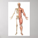 Search for muscular anatomy posters Muscle tissue