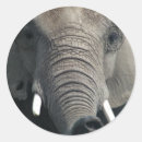 Search for elephant trunk stickers Animal